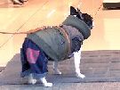 JEREMY STEIG Yokohama Dogs video icon